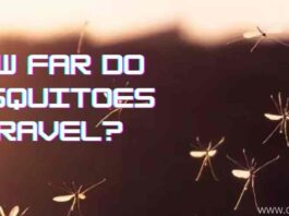 How far do mosquitoes travel