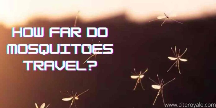 How far do mosquitoes travel