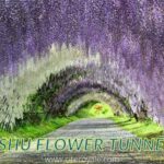 Kitakyushu flower tunnels Japan