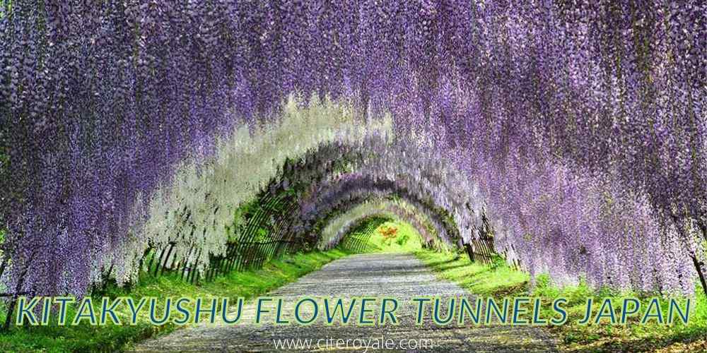 Kitakyushu flower tunnels Japan