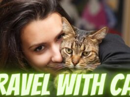 travel with cat