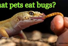 What pets eat bugs?