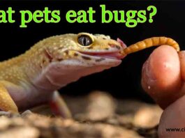 What pets eat bugs?