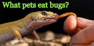 What pets eat bugs?