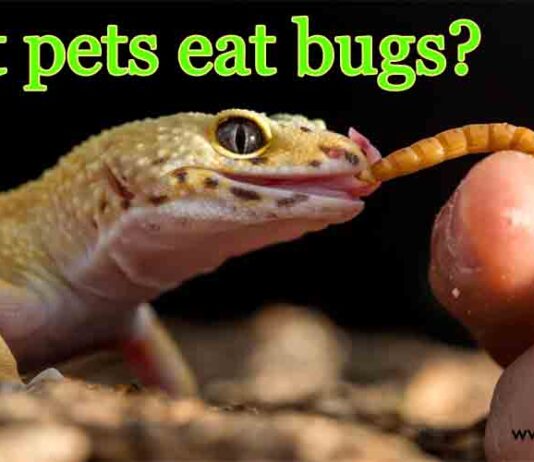 What pets eat bugs?