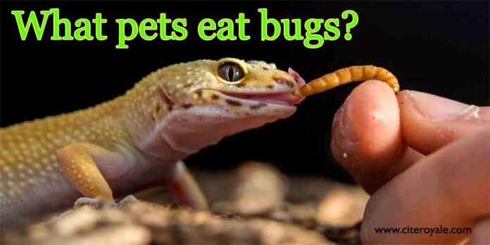 What pets eat bugs?