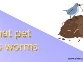 What pet eats worms