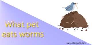 What pet eats worms