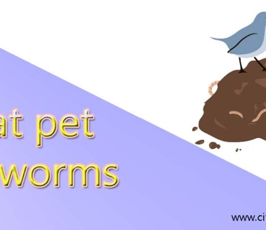 What pet eats worms