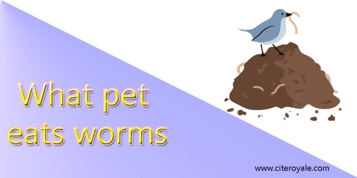 What pet eats worms