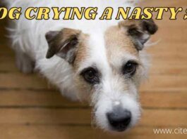 IS DOG CRYING a nasty SIGN