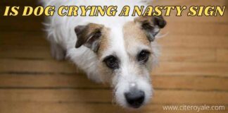 IS DOG CRYING a nasty SIGN