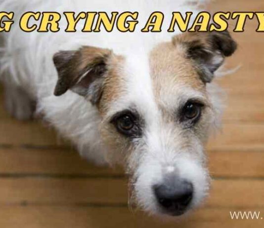 IS DOG CRYING a nasty SIGN