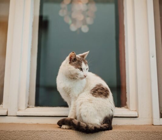 new-pet-home
